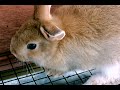 Cute Baby Dutch Bunny