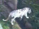 *Colchester Zoo-footage* *Colchester Zoo-footage*