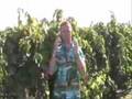 Travel-at-Quady-Wine
