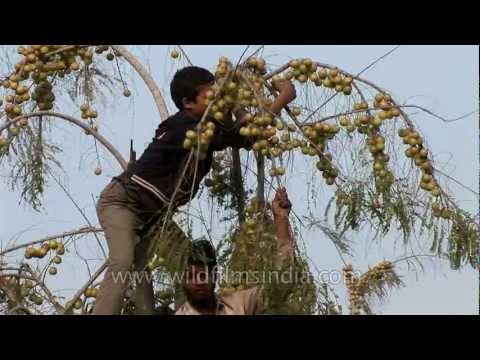 how to grow amla