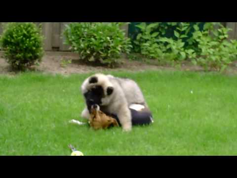 eurasier
