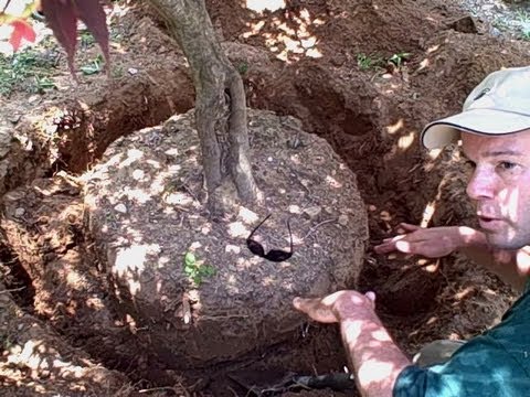 how to dig a tree out and replant