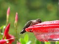 hummingbird hummingbird