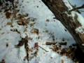 videos de Bow drill & 2 stick fireboard