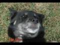 videos de Mr. Timmy Toes