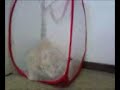 Took Him A While :P Waffles the cat