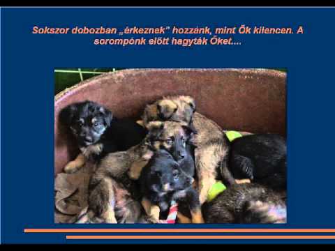 Szentendrei Árvácska Szentendrei Árvácska