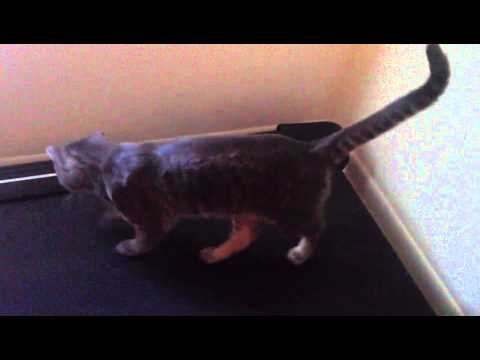 how to use the treadmill