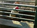 Chute Dogging 3 Chute Dogging 3