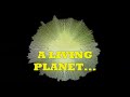 Trance:  The Hubble Deep Field Remix