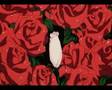 Adolescence of Utena - Are you the one