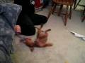 videos de David playing with Suki, the foster puppy