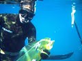 Los CUBAros goes Spearfishing - Liquid Image