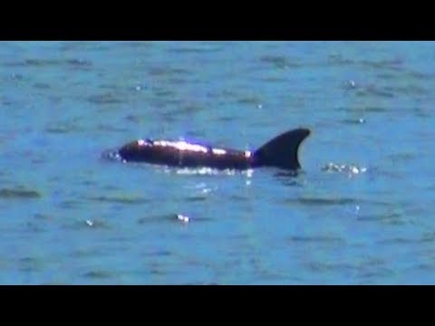 how to train echolocation