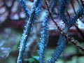 Gorgone bleu non-symbiotique (Guaiagorgia)