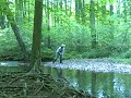 Fishing a small stream