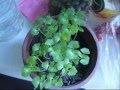 standards for the planting of salvia hispanica chia standards for the planting of salvia hispanica chia
