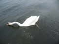 Whooper Swan 20080428 Cygnus cygnus
