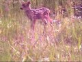 deer fawn wildlife