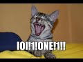 Funny Cat Montage #3