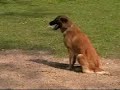 Obedience/Unterordnung Andra Airport Hannover Obedience/Unterordnung Andra Airport Hannover