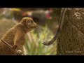 The Fat Mongoose
