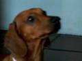 Salchicha video