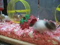 dancing hampster