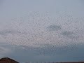 Flog of Birds 2