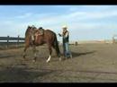 Elvis 6th saddling