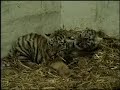 Mewing tiger cubs @ Brookfield Zoo