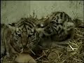 Mewing tiger cubs @ Brookfield Zoo Mewing tiger cubs @ Brookfield Zoo