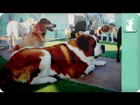 Un giorno da cani in timelapse Un giorno da cani in timelapse