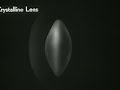 How the eye functions (1941) part2