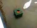 The Flood Levels in Burton on Trent