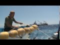 Brutaler Angriff französischer Thunfisch-Fischer auf Greenpeace-Aktivisten