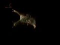 Musicvideo.:      ||| - Yog Sothoth