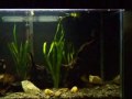 Quem disse que plantados e Oscars não combinam?Esse é meu Oscar Raul, em seu aqua de 200lts. 