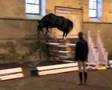 QLASSIC - STALLION JUMPING BY L'ARC DE TRIOMPHE / GALOUBET