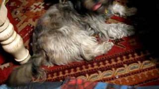 Girl Dogs Gone Wild---Kona And Koko On A Persian Carpet And Having Fun
