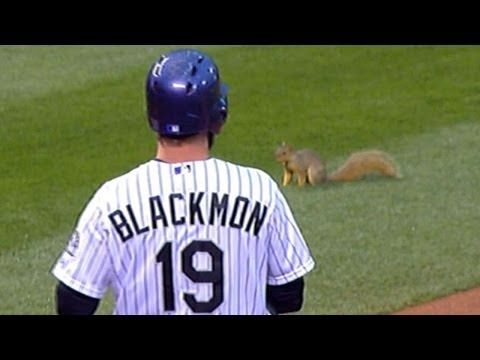 Video: A squirrel on the field stops play