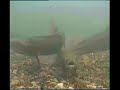 REPRODUCCION DEL SALMON DEL ATLANTICO