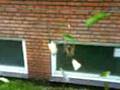 videos de Spidermaaaaan