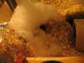 Gerbil that meets camera.