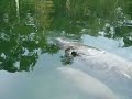 Baby Manatees at the Wakulla River