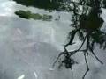 Baby Manatees at the Wakulla River