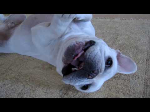 bulldogfrances