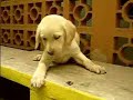 Mundo Animal Mundo Animal