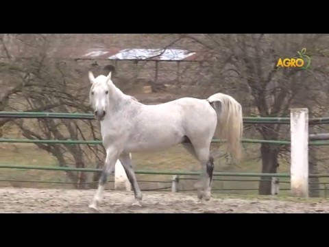 Конете на България - епизод I