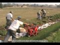 extraccion de grass - cesped  con maquinas
